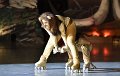 Lionking 0148